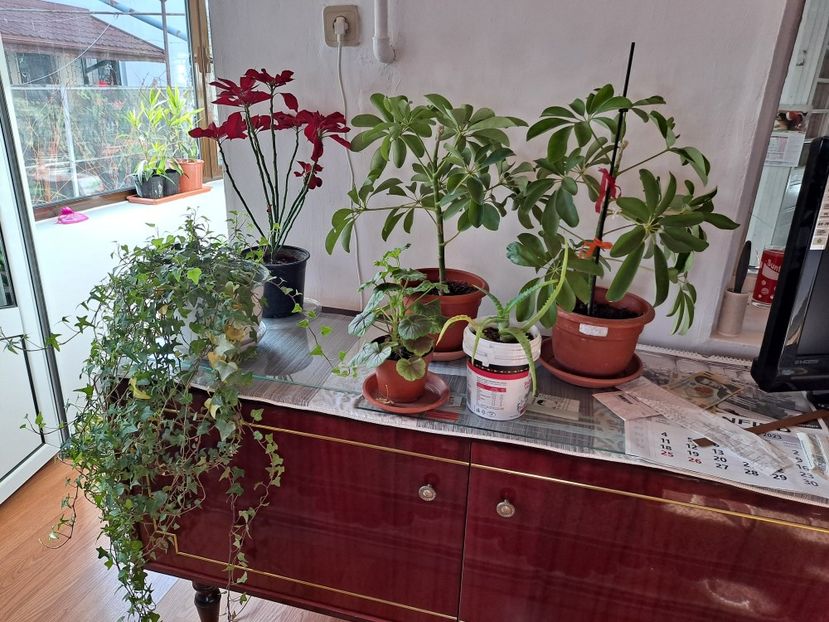  - FFORILE DE LA BAICOI 2023 - 2024 --------