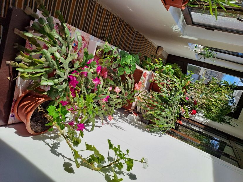  - FFORILE DE LA BAICOI 2023 - 2024 --------