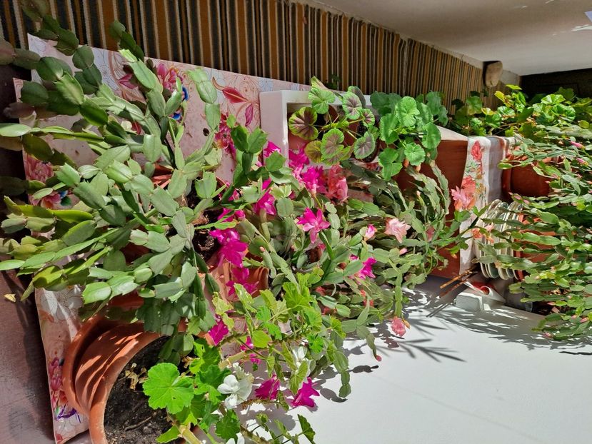  - FFORILE DE LA BAICOI 2023 - 2024 --------