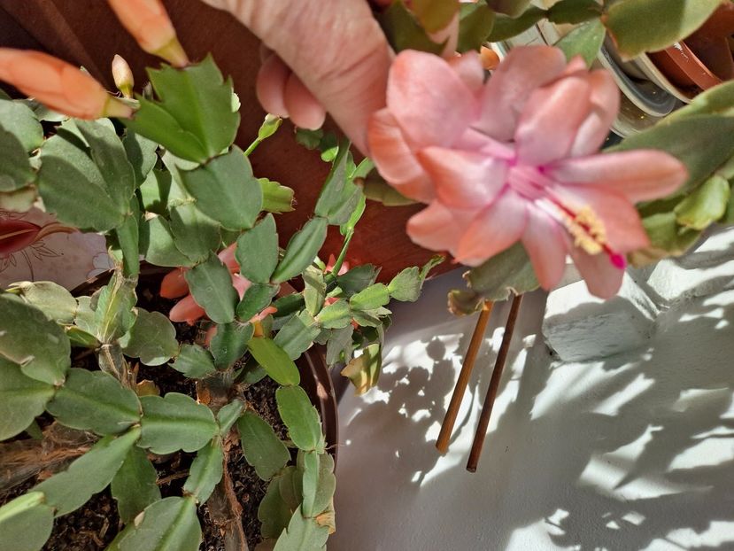  - FFORILE DE LA BAICOI 2023 - 2024 --------