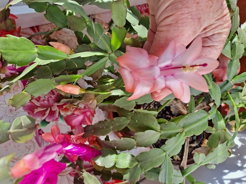  - FFORILE DE LA BAICOI 2023 - 2024 --------