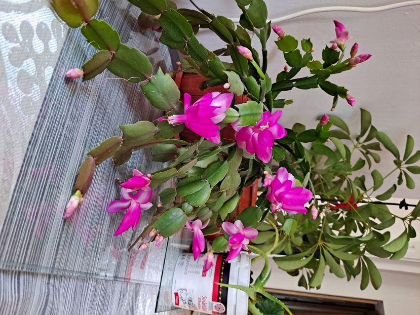  - FFORILE DE LA BAICOI 2023 - 2024 --------