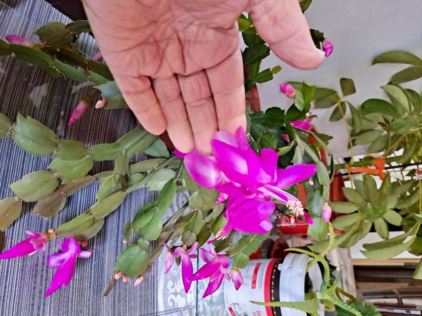  - FFORILE DE LA BAICOI 2023 - 2024 --------