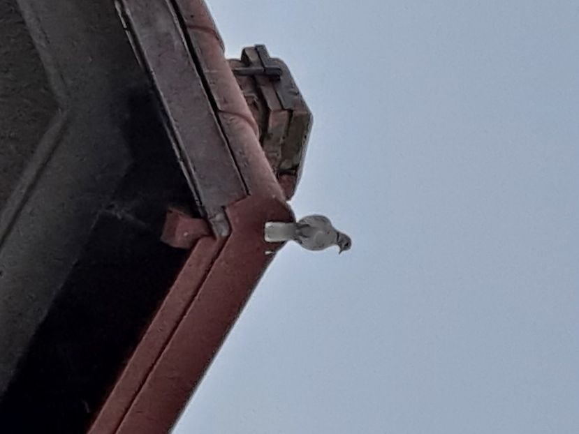  - FFORILE DE LA BAICOI 2023 - 2024 --------