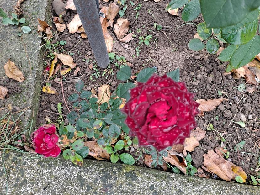  - FFORILE DE LA BAICOI 2023 - 2024 --------