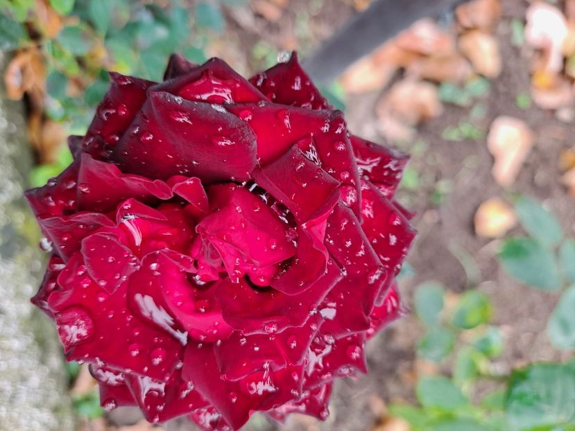  - FFORILE DE LA BAICOI 2023 - 2024 --------