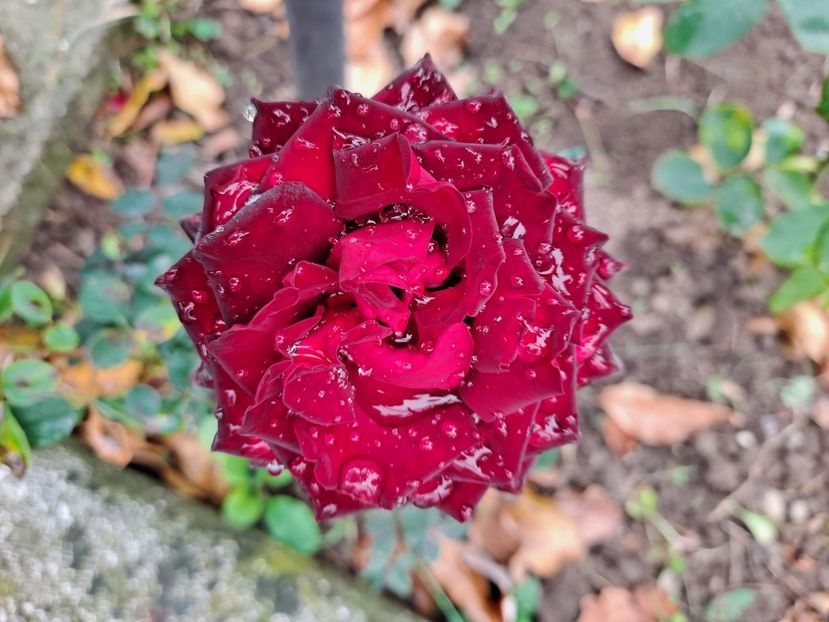  - FFORILE DE LA BAICOI 2023 - 2024 --------