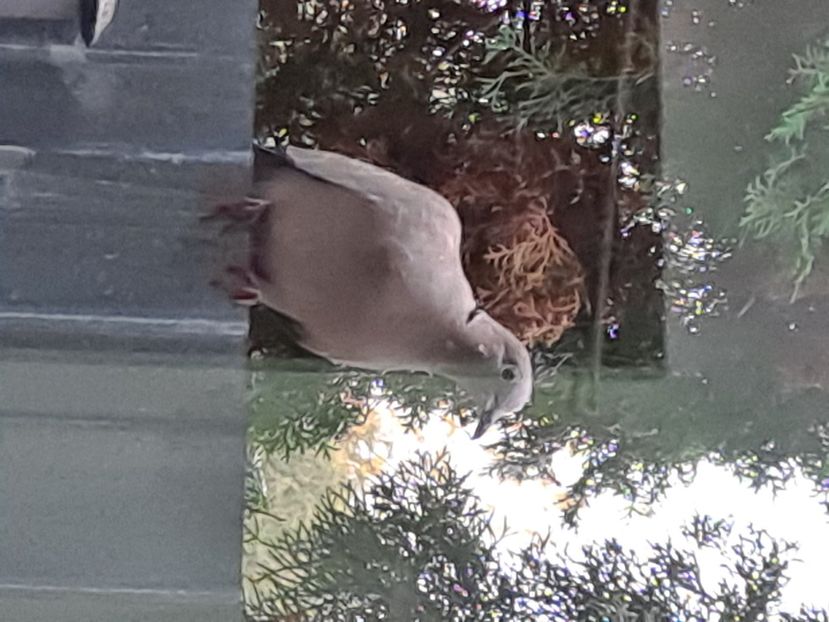  - FFORILE DE LA BAICOI 2023 - 2024 --------