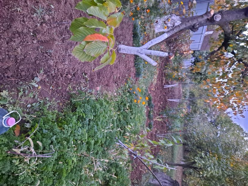  - FFORILE DE LA BAICOI 2023 - 2024 --------