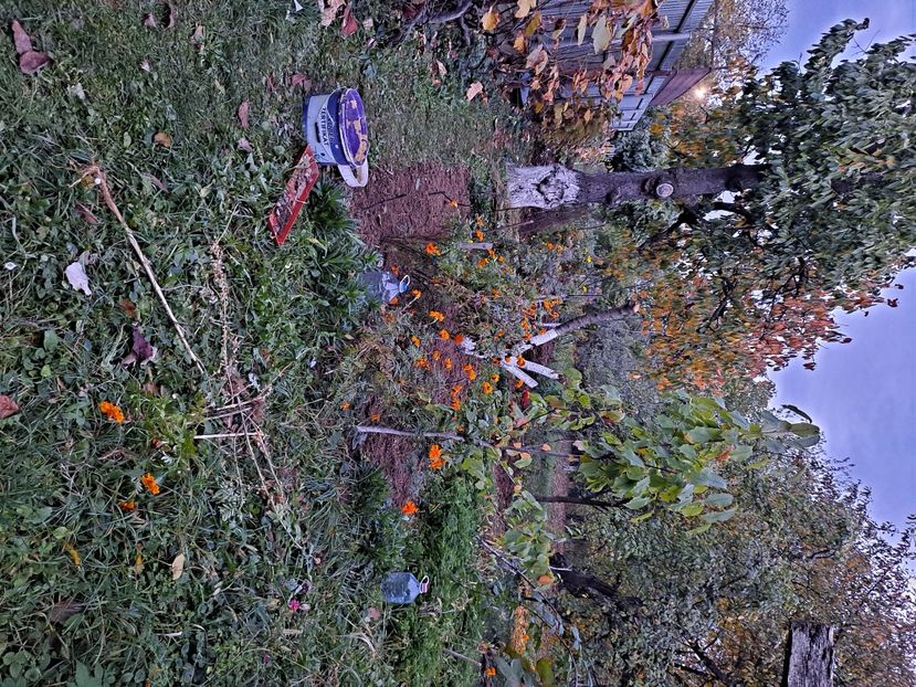  - FFORILE DE LA BAICOI 2023 - 2024 --------