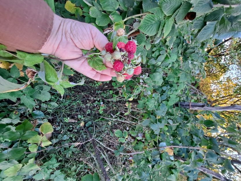  - FFORILE DE LA BAICOI 2023 - 2024 --------