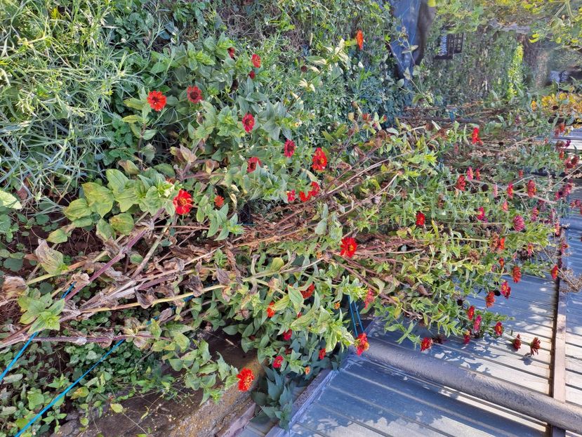  - FFORILE DE LA BAICOI 2023 - 2024 --------