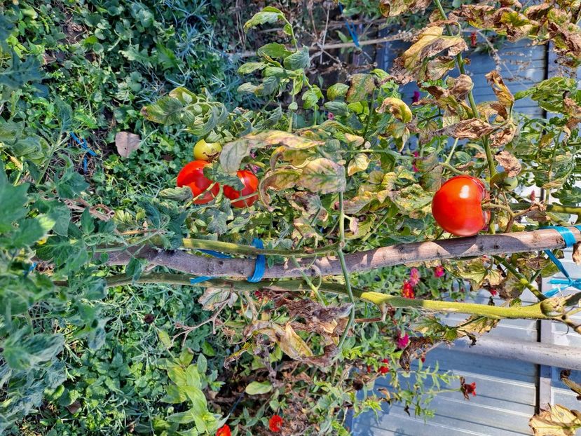  - FFORILE DE LA BAICOI 2023 - 2024 --------