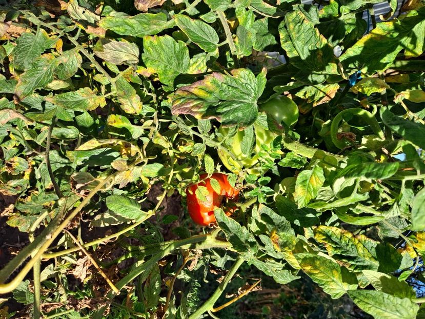  - FFORILE DE LA BAICOI 2023 - 2024 --------