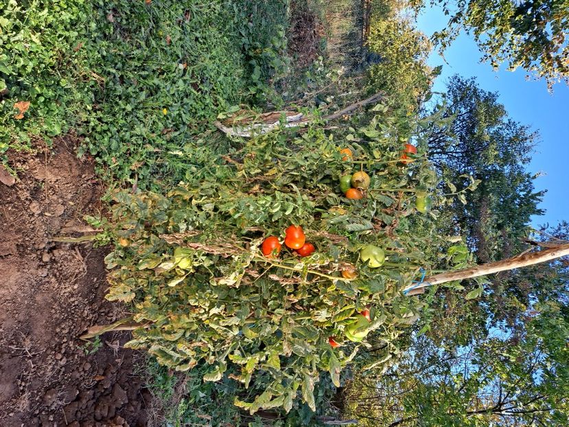  - FFORILE DE LA BAICOI 2023 - 2024 --------