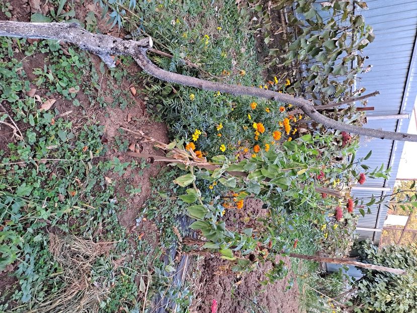  - FFORILE DE LA BAICOI 2023 - 2024 --------