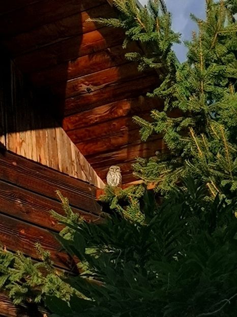 IMG-20231019-WA0003 - FFORILE DE LA BAICOI 2023 - 2024 --------