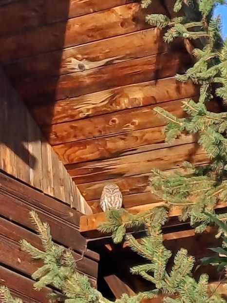 IMG-20231019-WA0002 - FFORILE DE LA BAICOI 2023 - 2024 --------