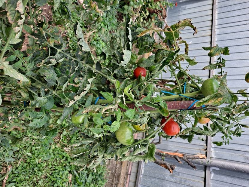  - FFORILE DE LA BAICOI 2023 - 2024 --------