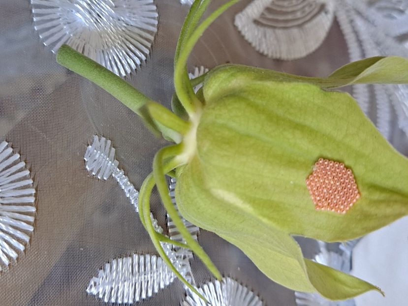  - FFORILE DE LA BAICOI 2023 - 2024 --------