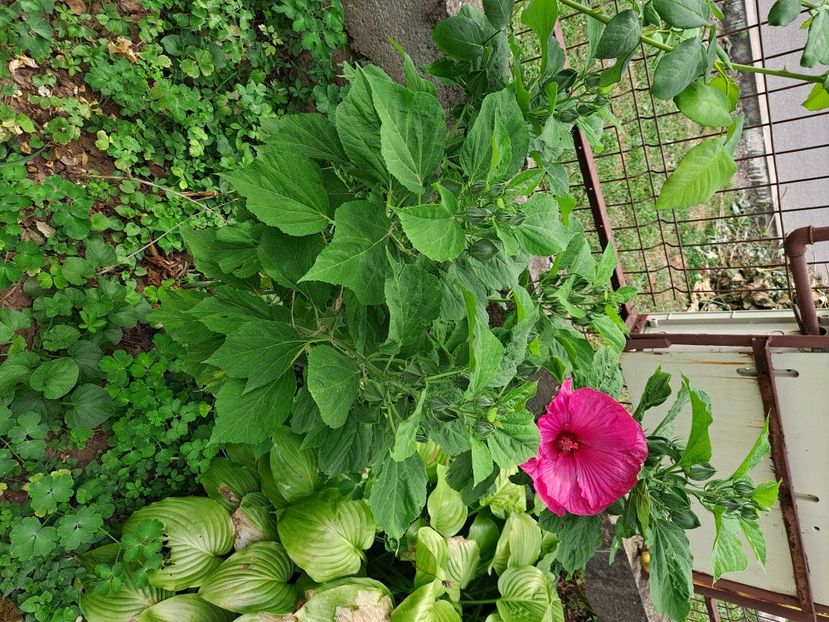  - FFORILE DE LA BAICOI 2023 - 2024 --------