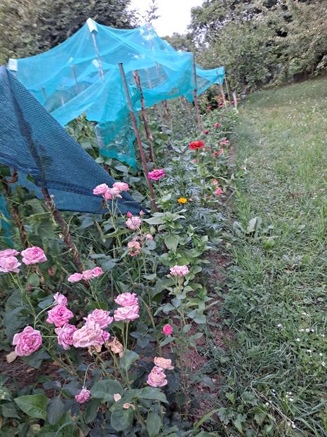  - FFORILE DE LA BAICOI 2023 - 2024 --------