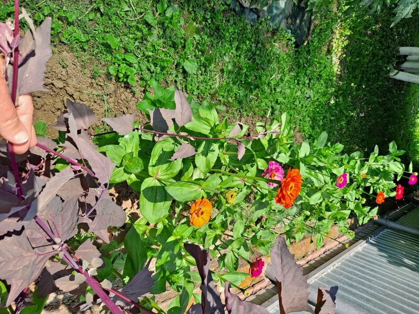  - FFORILE DE LA BAICOI 2023 - 2024 --------