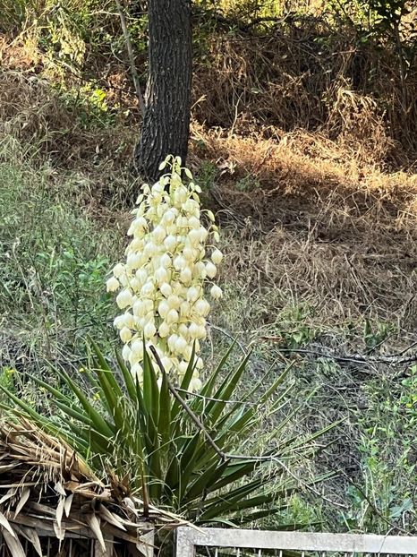 IMG-20230623-WA0010 - FFORILE DE LA BAICOI 2023 - 2024 --------