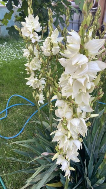 IMG-20230621-WA0004 - FFORILE DE LA BAICOI 2023 - 2024 --------