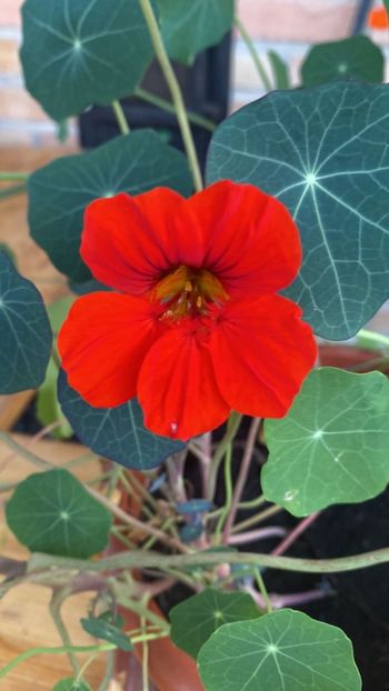 IMG-20230621-WA0003 - FFORILE DE LA BAICOI 2023 - 2024 --------