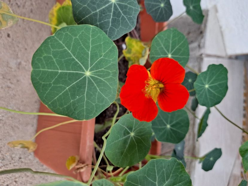  - FFORILE DE LA BAICOI 2023 - 2024 --------