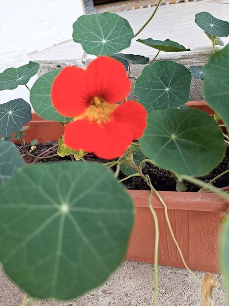  - FFORILE DE LA BAICOI 2023 - 2024 --------