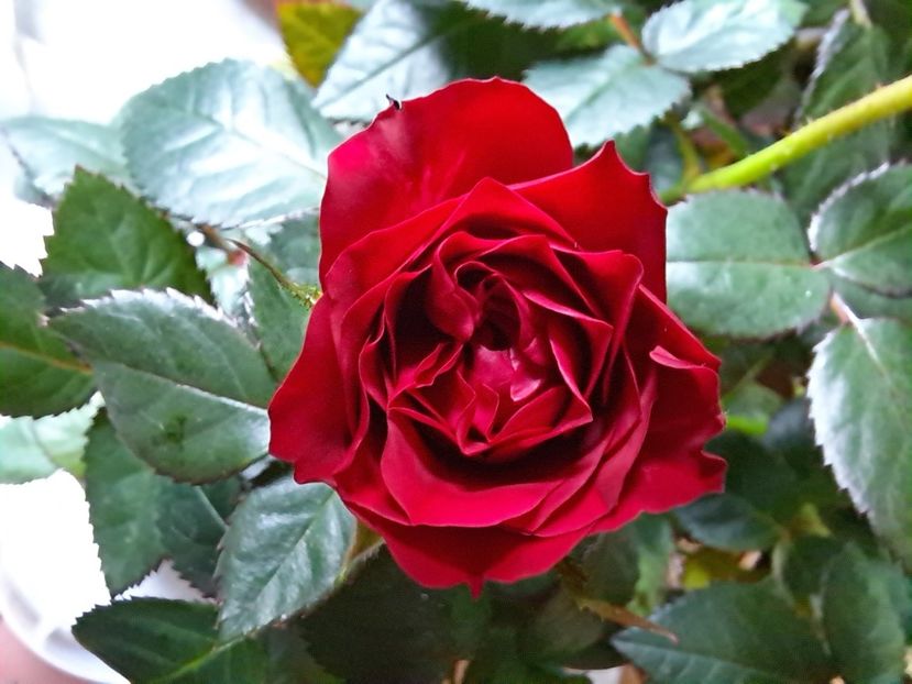  - FFORILE DE LA BAICOI 2023 - 2024 --------