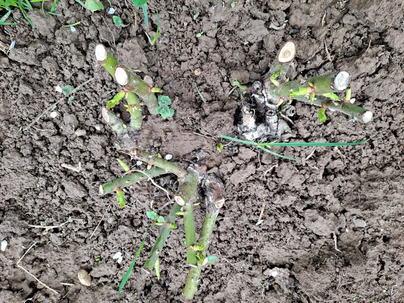  - FFORILE DE LA BAICOI 2023 - 2024 --------