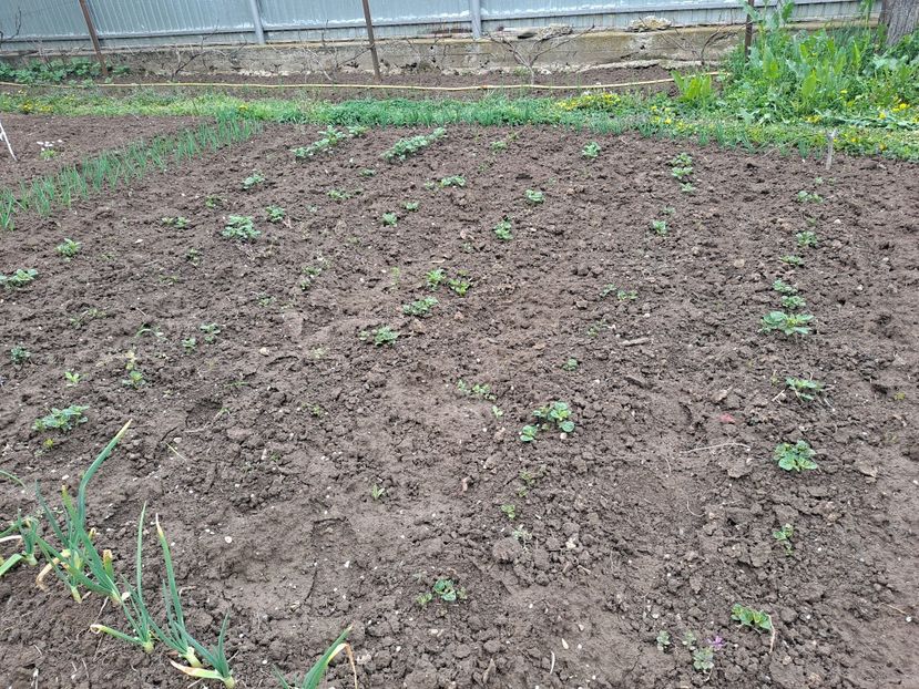  - FFORILE DE LA BAICOI 2023 - 2024 --------