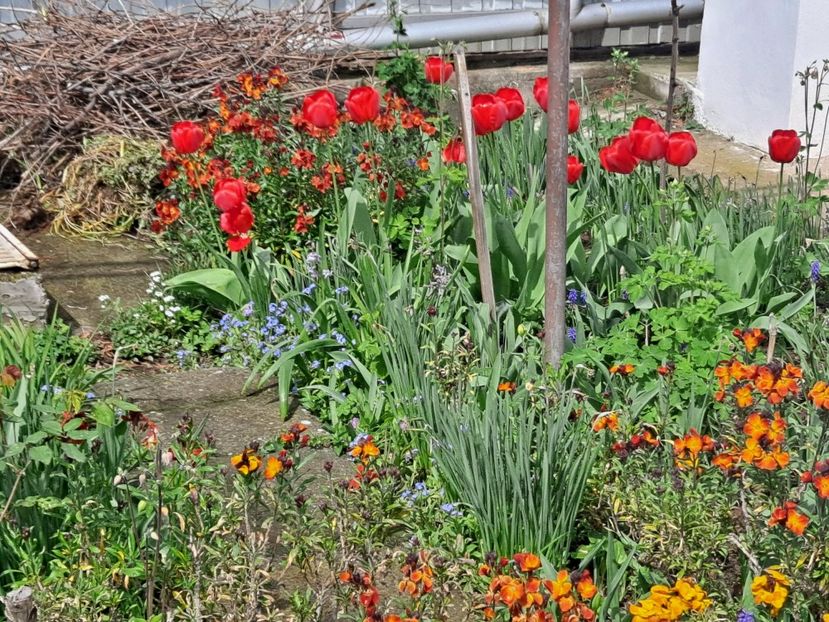  - FFORILE DE LA BAICOI 2023 - 2024 --------