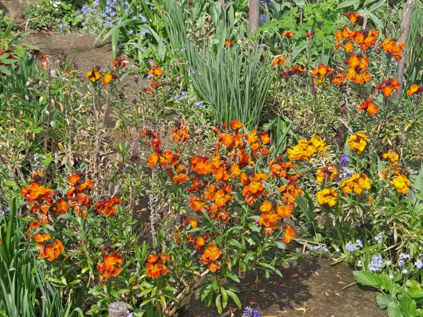  - FFORILE DE LA BAICOI 2023 - 2024 --------