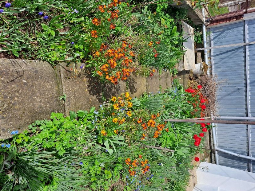  - FFORILE DE LA BAICOI 2023 - 2024 --------