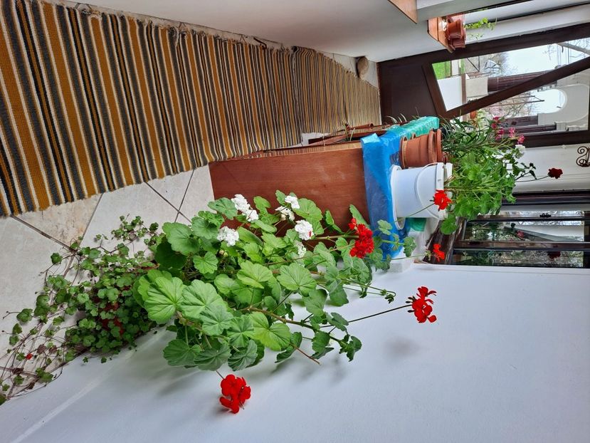  - FFORILE DE LA BAICOI 2023 - 2024 --------