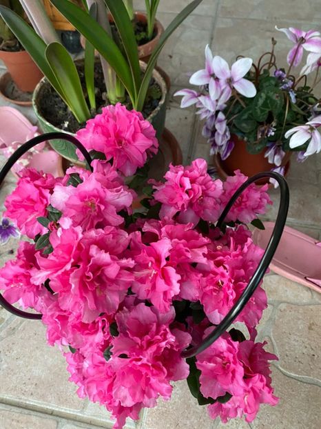 IMG-20230320-WA0011 - FFORILE DE LA BAICOI 2023 - 2024 --------