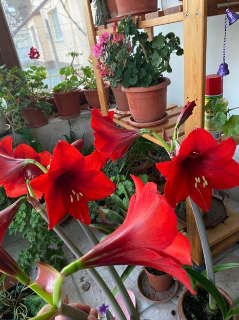 IMG-20230320-WA0009 - FFORILE DE LA BAICOI 2023 - 2024 --------