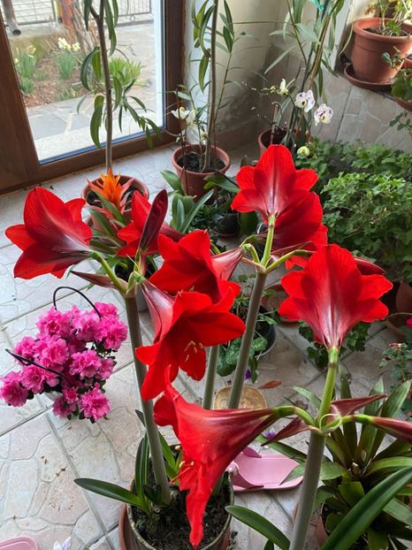 IMG-20230320-WA0006 - FFORILE DE LA BAICOI 2023 - 2024 --------