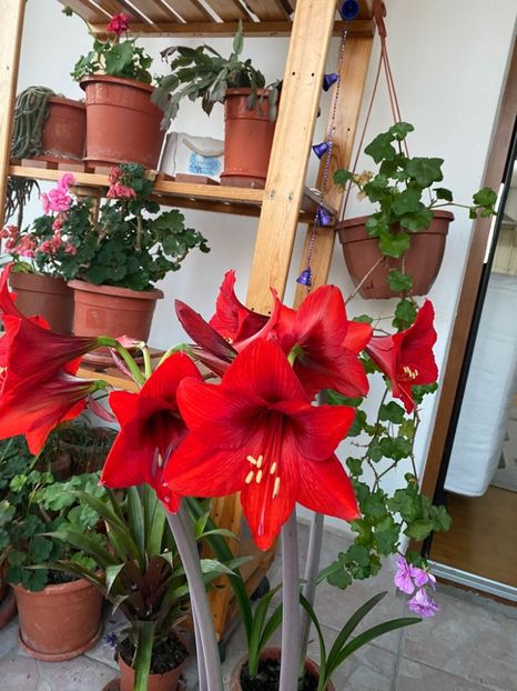 IMG-20230320-WA0005 - FFORILE DE LA BAICOI 2023 - 2024 --------