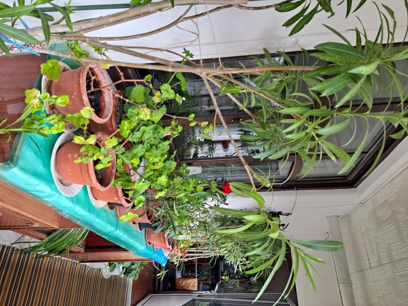  - FFORILE DE LA BAICOI 2023 - 2024 --------