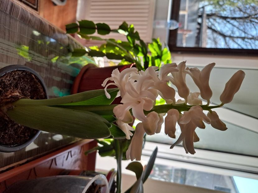  - FFORILE DE LA BAICOI 2023 - 2024 --------