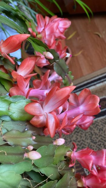 IMG-20221127-WA0002 - FFORILE DE LA BAICOI 2023 - 2024 --------