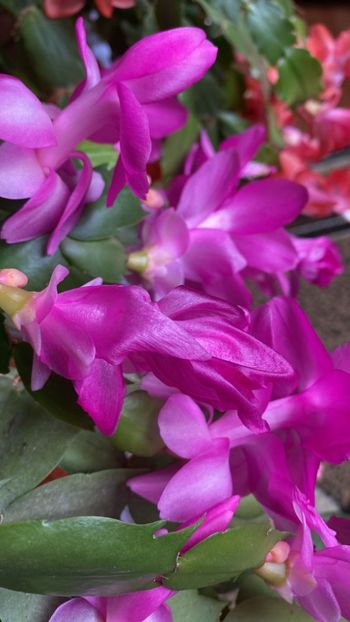 IMG-20221127-WA0001 - FFORILE DE LA BAICOI 2023 - 2024 --------