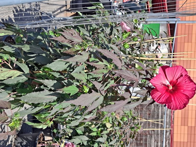  - FFORILE DE LA BAICOI 2023 - 2024 --------