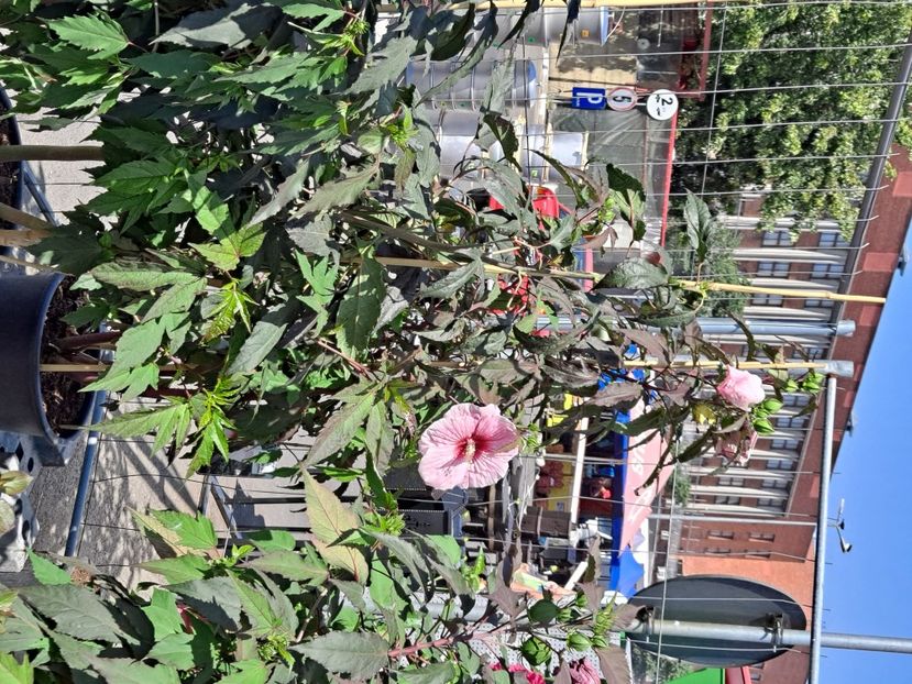  - FFORILE DE LA BAICOI 2023 - 2024 --------