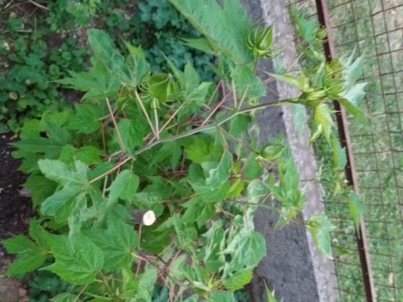  - FFORILE DE LA BAICOI 2023 - 2024 --------